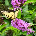 Plants That Are Easy To Grow