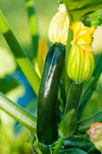 Growing your own vegetables is greatly rewarding