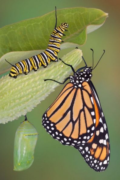 plant butterfly garden, landscape design