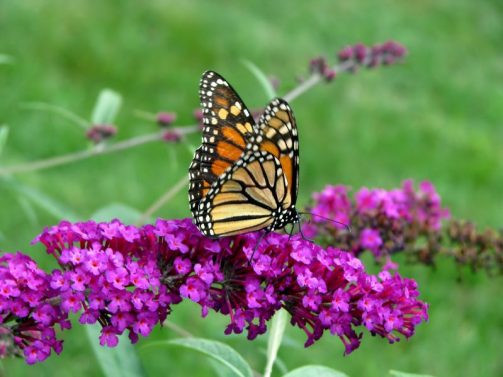 milkweed for monarchs, landscape design