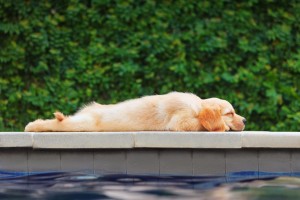 dog pool st louis