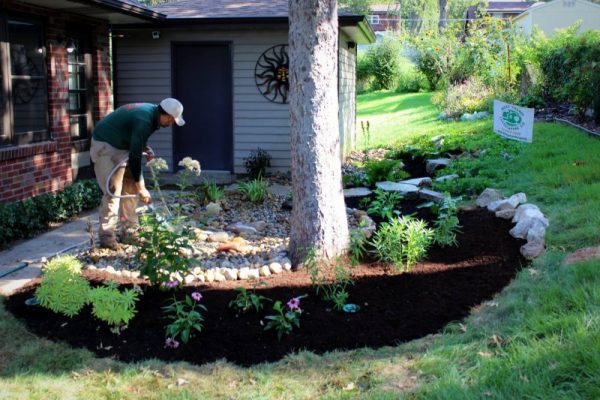 rain garden
